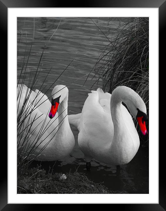 The Two Swans Framed Mounted Print by Kate Hartfield