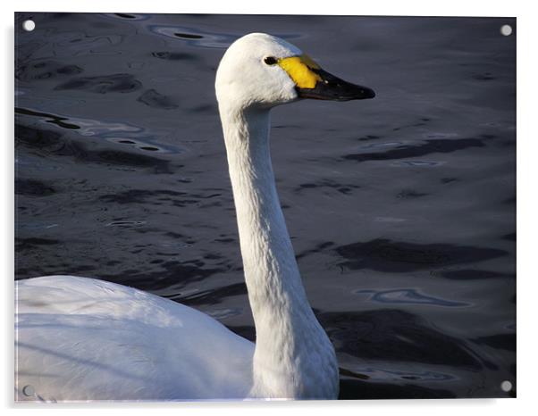 Bewick's swan Acrylic by Kate Hartfield
