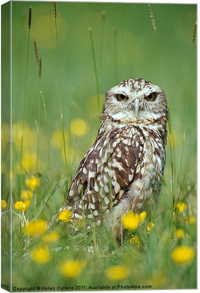 BURROWING OWL Canvas Print by Helen Cullens
