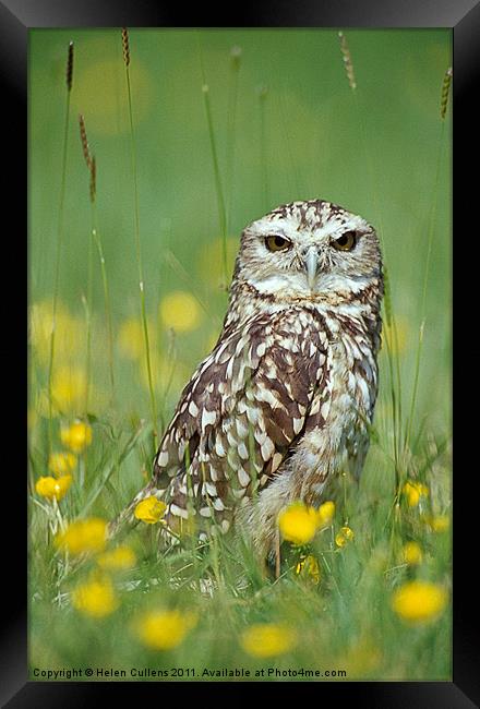 BURROWING OWL Framed Print by Helen Cullens
