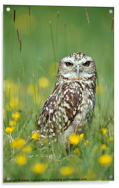 BURROWING OWL Acrylic by Helen Cullens