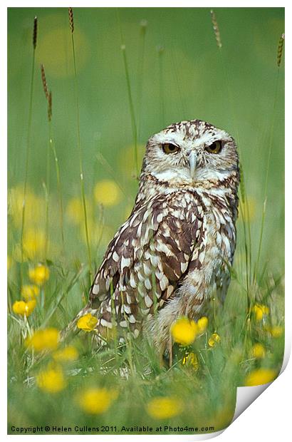 BURROWING OWL Print by Helen Cullens