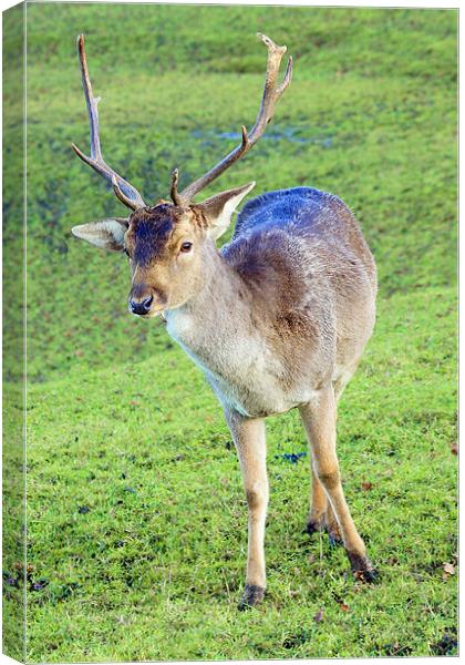 Stag Deer Canvas Print by kevin wise