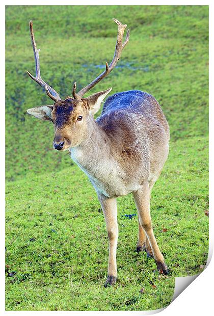 Stag Deer Print by kevin wise