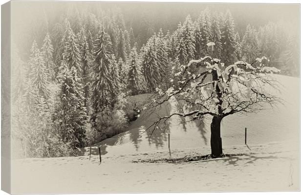 Snow covered Tree Canvas Print by richard downes