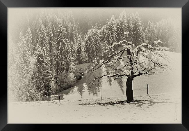 Snow covered Tree Framed Print by richard downes
