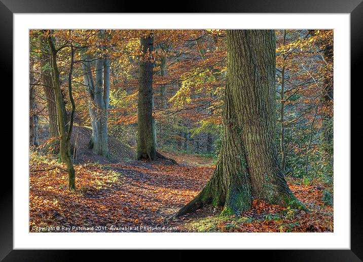 Autumn Trees Framed Mounted Print by Ray Pritchard