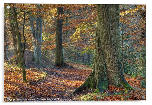 Autumn Trees Acrylic by Ray Pritchard
