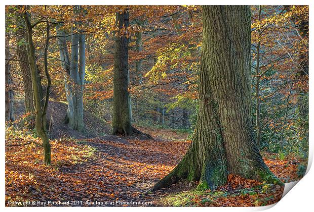 Autumn Trees Print by Ray Pritchard