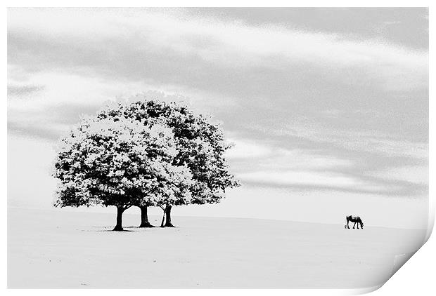 lone horse Print by richard downes