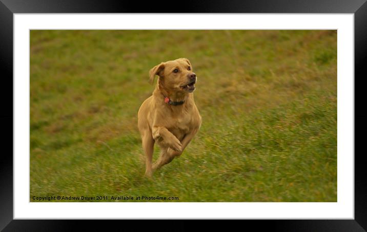 Fetch Framed Mounted Print by Andrew Driver