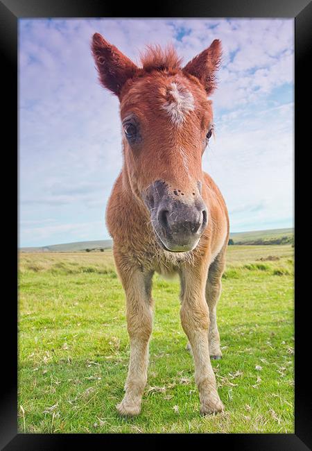 Dartmoor Pony Framed Print by kevin wise