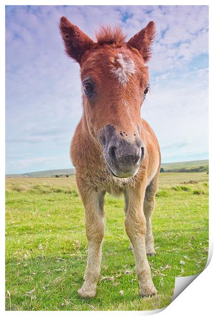 Dartmoor Pony Print by kevin wise