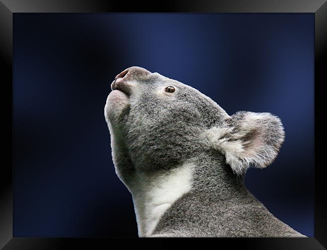 Cute Koala looking up in wonder Framed Print by Linda More