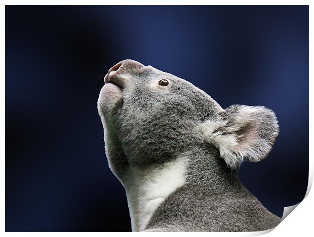 Cute Koala looking up in wonder Print by Linda More