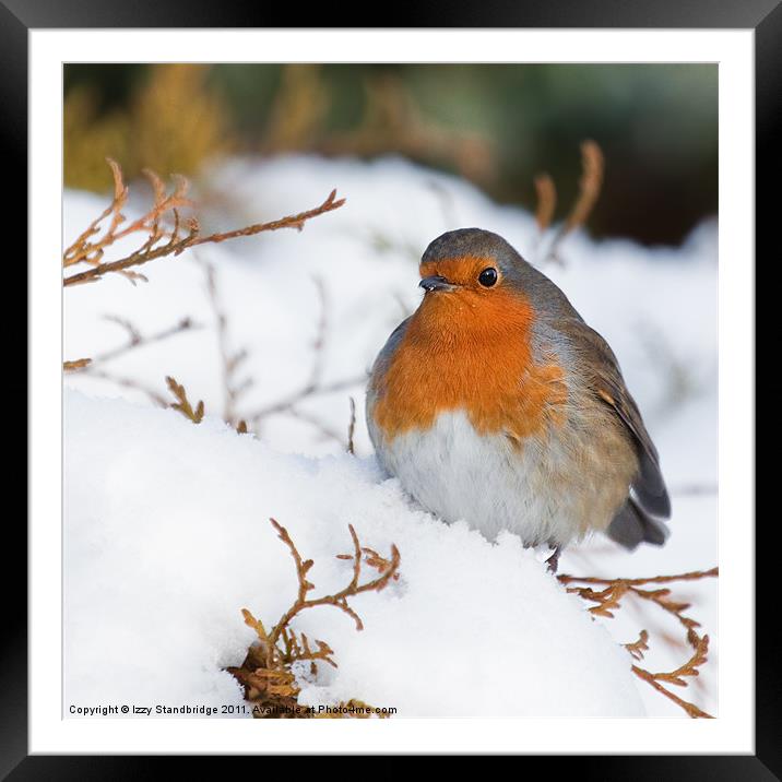 Robin in snow Framed Mounted Print by Izzy Standbridge