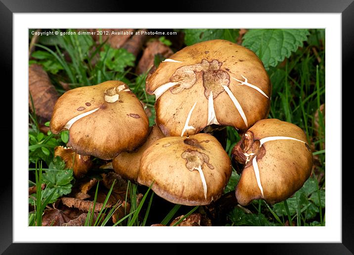 fungi growing near river stour Framed Mounted Print by Gordon Dimmer