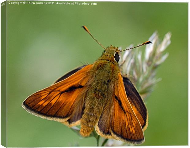 LARGE SKIPPER Canvas Print by Helen Cullens