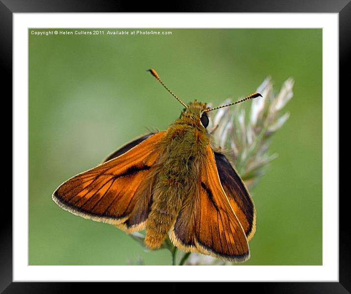 LARGE SKIPPER Framed Mounted Print by Helen Cullens