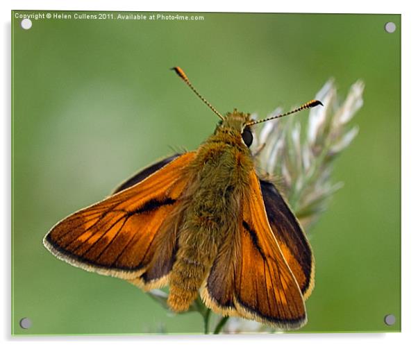 LARGE SKIPPER Acrylic by Helen Cullens