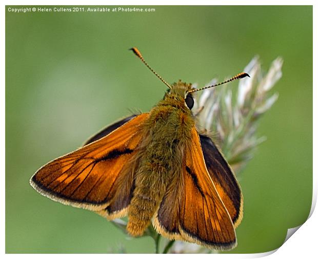 LARGE SKIPPER Print by Helen Cullens