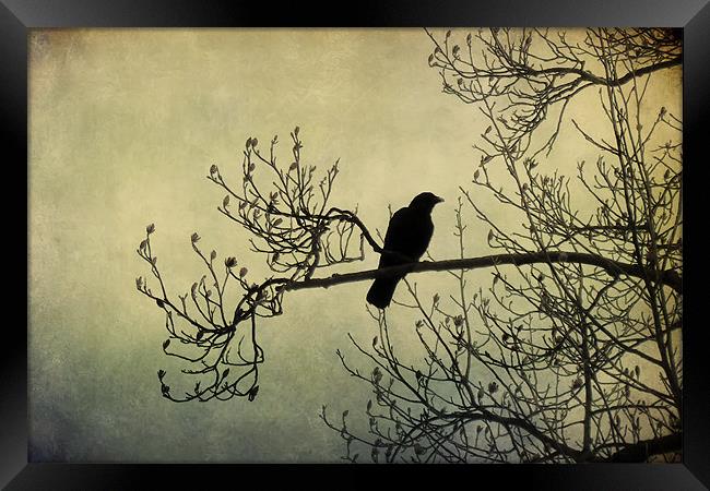 the crow 2 Framed Print by Heather Newton