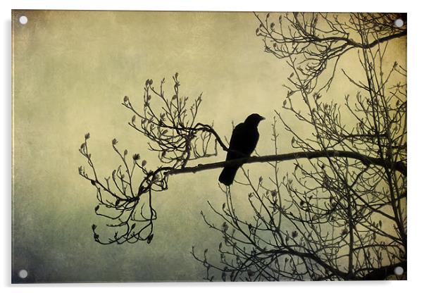 the crow 2 Acrylic by Heather Newton