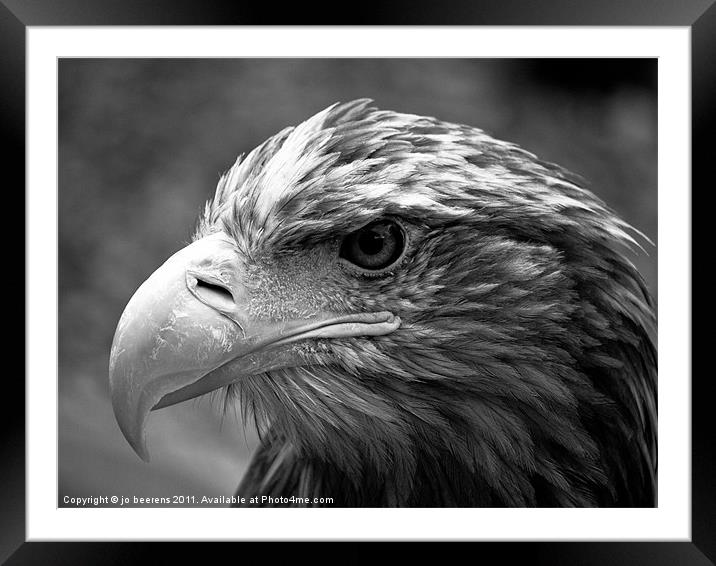 all feathered up Framed Mounted Print by Jo Beerens