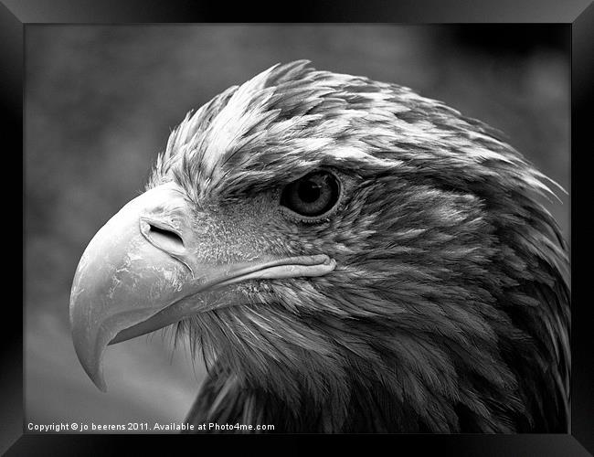 all feathered up Framed Print by Jo Beerens