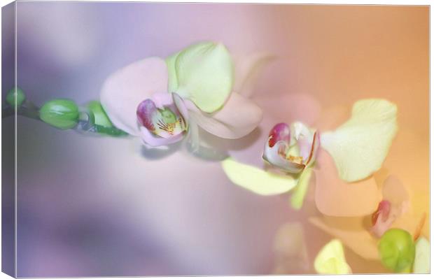 Pastel Orchids flower Canvas Print by Elaine Manley