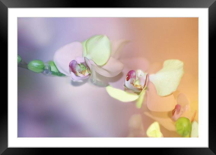 Pastel Orchids flower Framed Mounted Print by Elaine Manley
