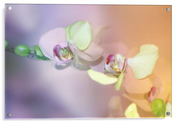 Pastel Orchids flower Acrylic by Elaine Manley