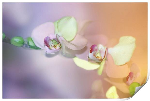 Pastel Orchids flower Print by Elaine Manley