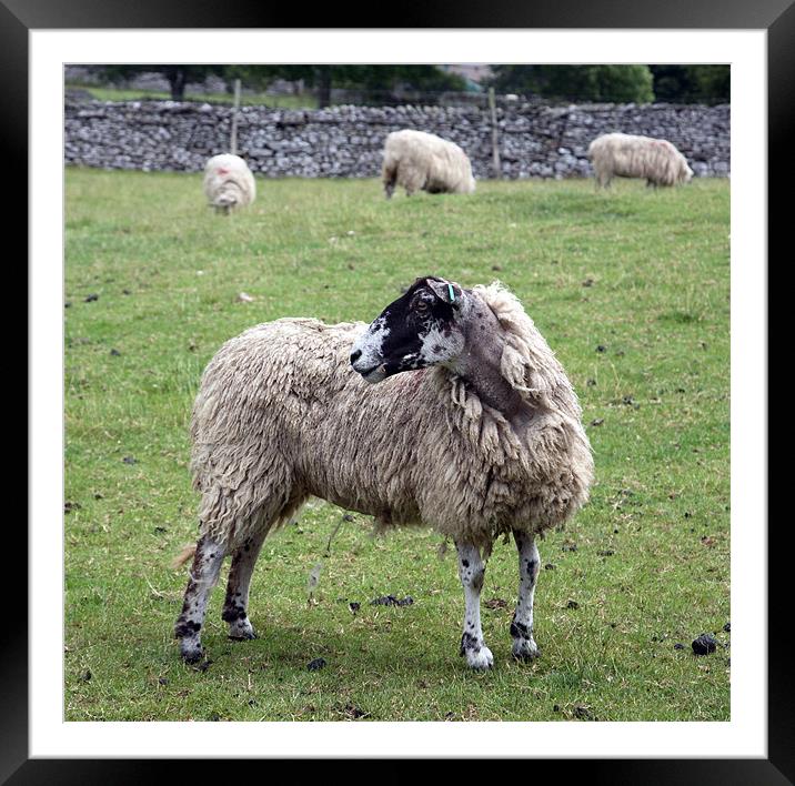 sheep Framed Mounted Print by david harding
