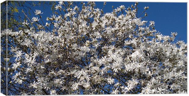 Spring in full bloom Canvas Print by Jane Chivers
