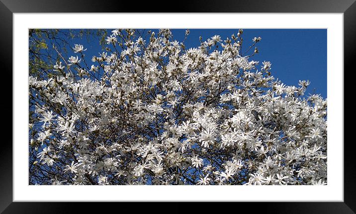 Spring in full bloom Framed Mounted Print by Jane Chivers