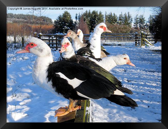 Sitting on the Fence Framed Print by James Hogarth