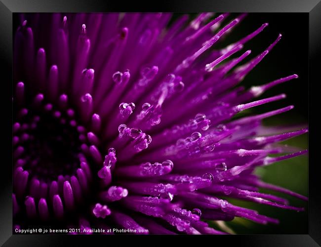 november flower Framed Print by Jo Beerens