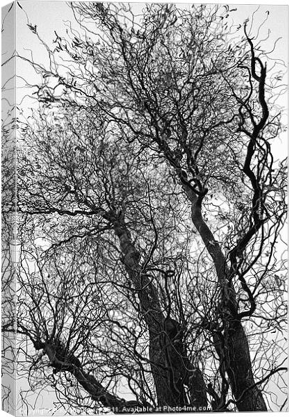 Winter Trees Canvases and Prints Canvas Print by Keith Towers Canvases & Prints
