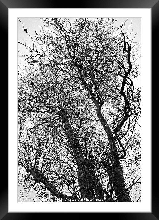 Winter Trees Canvases and Prints Framed Mounted Print by Keith Towers Canvases & Prints