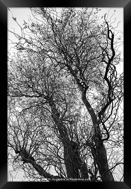 Winter Trees Canvases and Prints Framed Print by Keith Towers Canvases & Prints