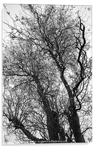 Winter Trees Canvases and Prints Acrylic by Keith Towers Canvases & Prints