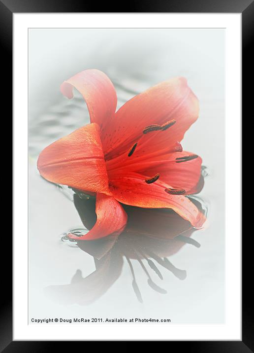 Soft red lily Framed Mounted Print by Doug McRae