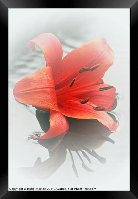 Soft red lily Framed Print by Doug McRae