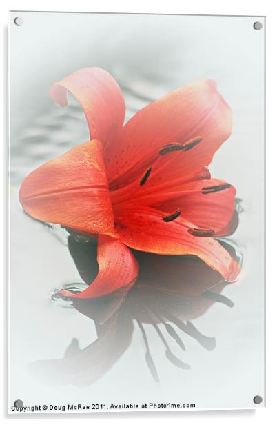 Soft red lily Acrylic by Doug McRae