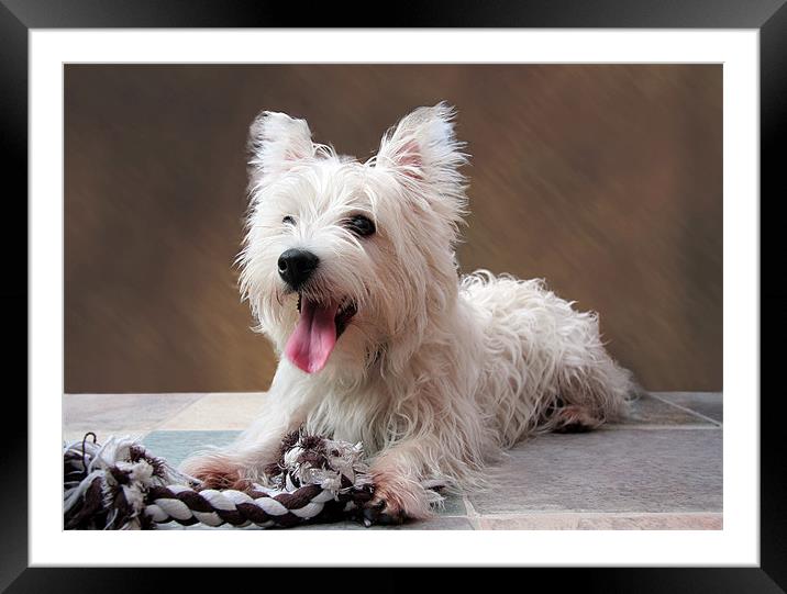 west highland terrier puppy Framed Mounted Print by Tony Bates