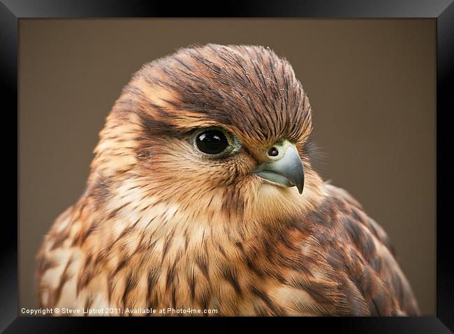 Merlin (Falco columbarius) Framed Print by Steve Liptrot
