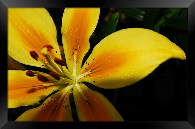 Yellow Lily Framed Print by Lisa Shotton