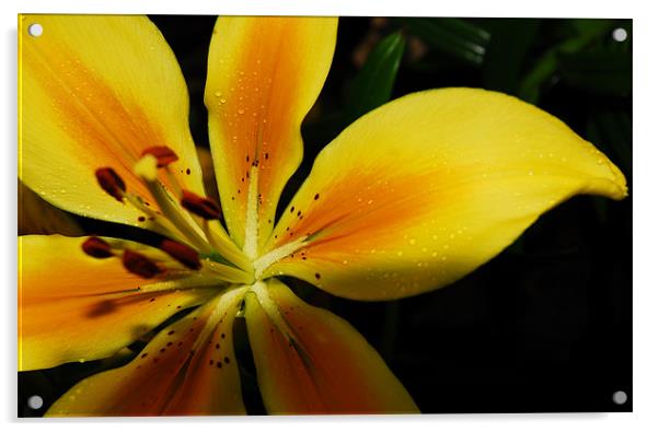 Yellow Lily Acrylic by Lisa Shotton