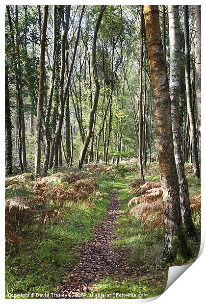 Autumn Birch Print by David Tinsley